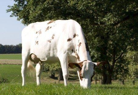 Georgette VG 86 NL