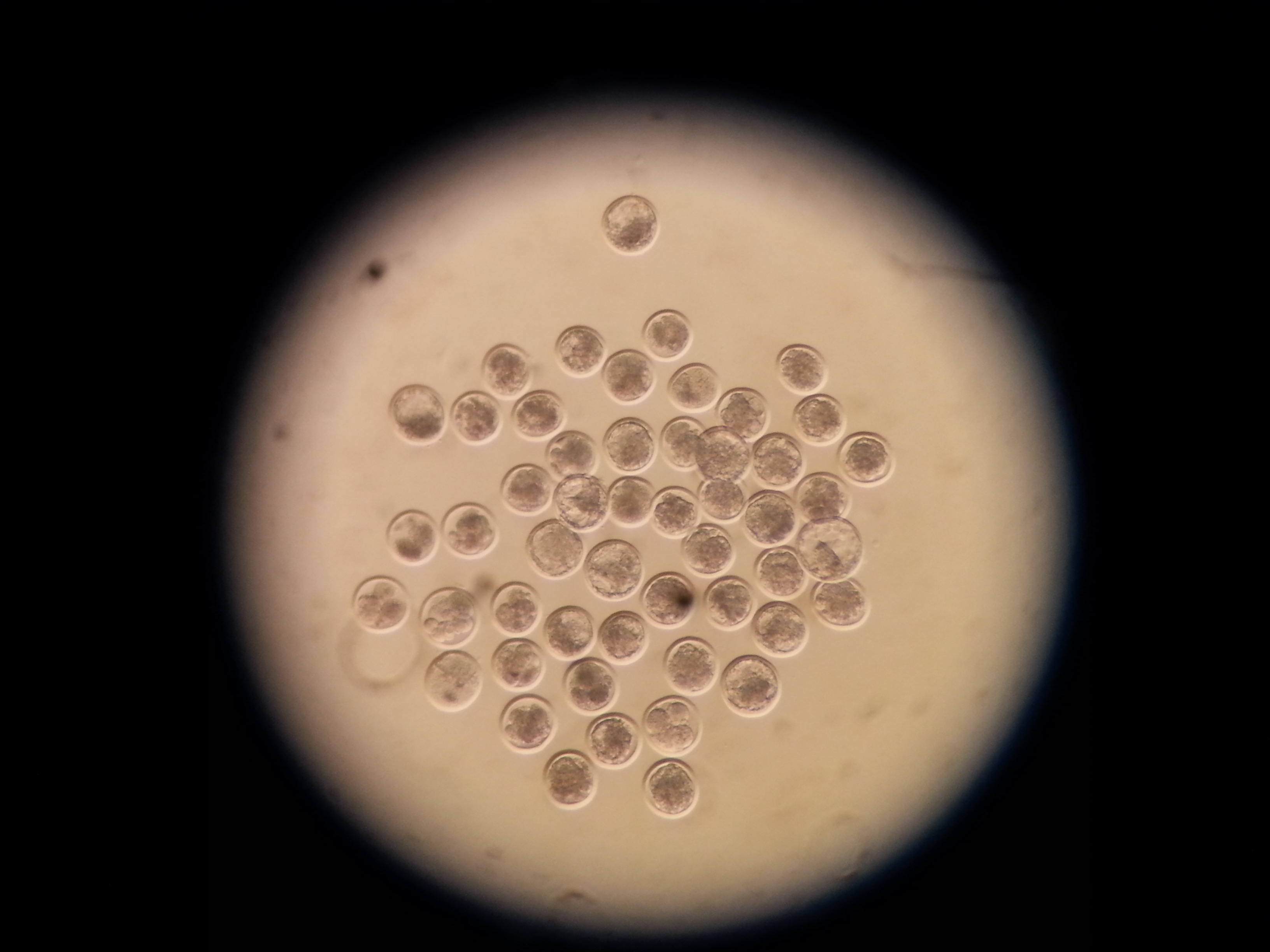 OPU embryo
